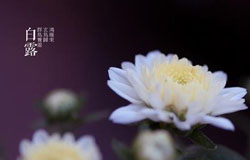 白露吃什么 5種傳統(tǒng)美食不可錯(cuò)過