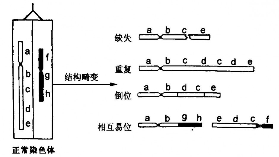 造成染色體異常的因素是什么