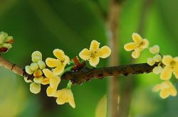 養(yǎng)生桂花茶的做法 桂花茶的功效與作用