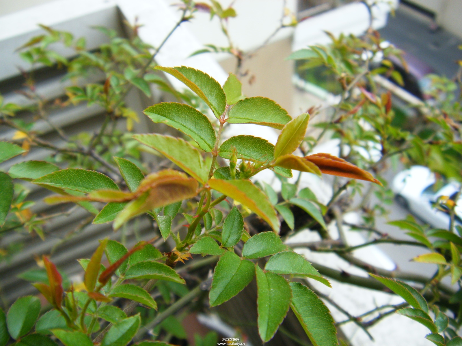 木香有何作用與功效 原來木香還有這作用