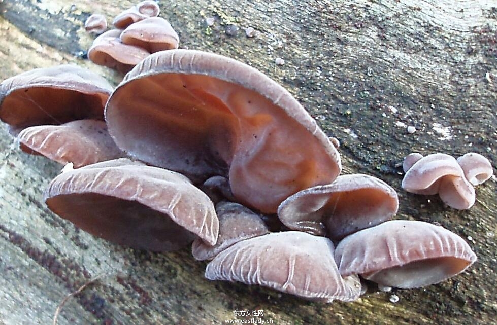 中度脂肪肝的治療方法 飲食調(diào)理有妙招