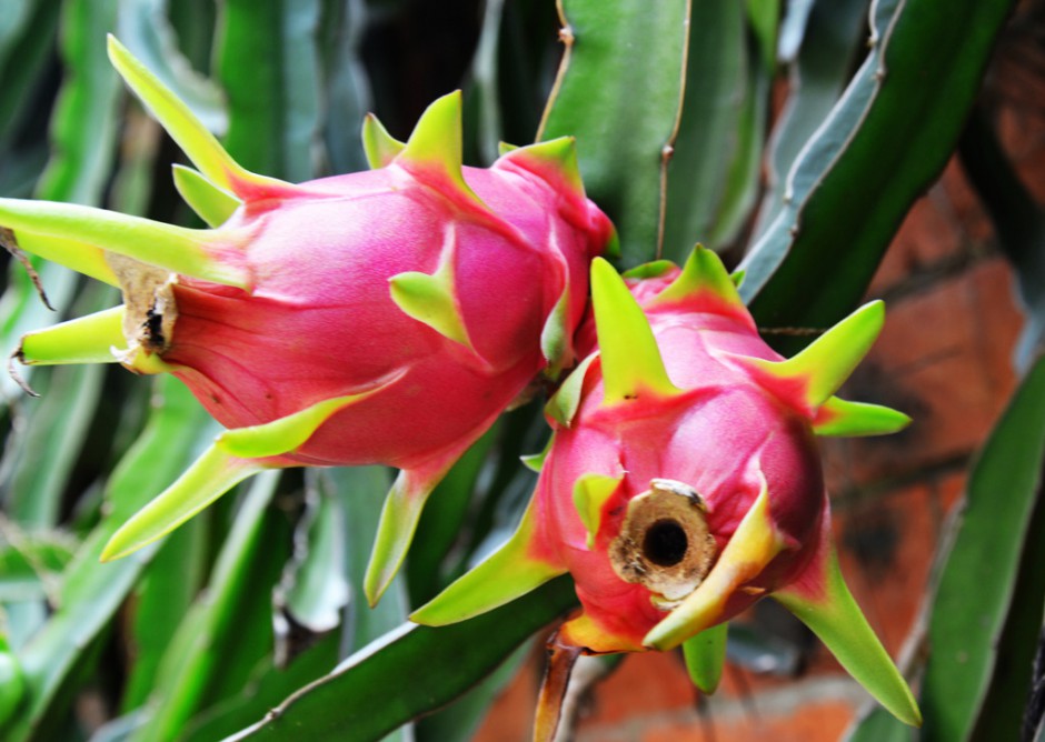 這些你要知道 吃火龍果有好處也有壞處