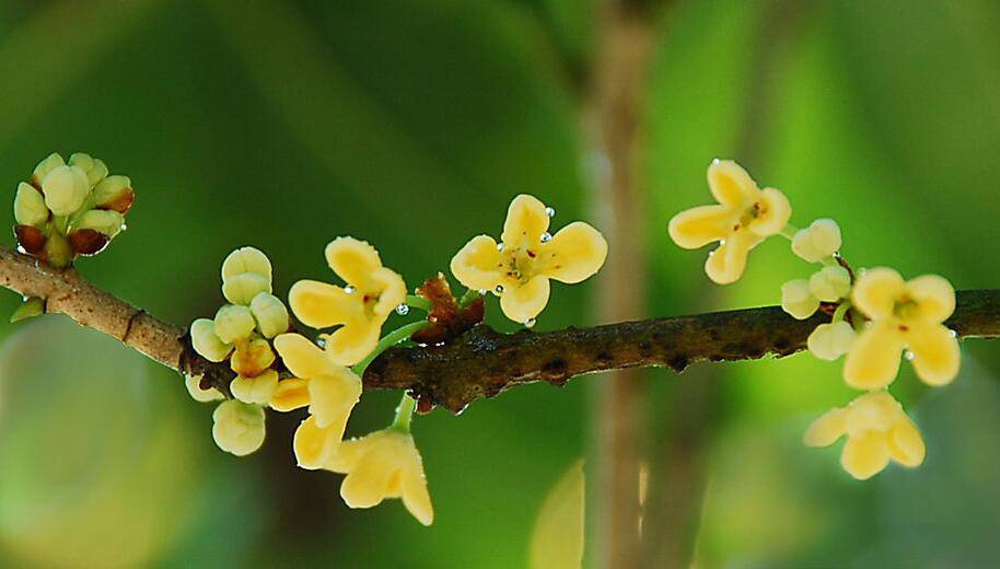 養(yǎng)生桂花茶的做法 桂花茶的功效與作用