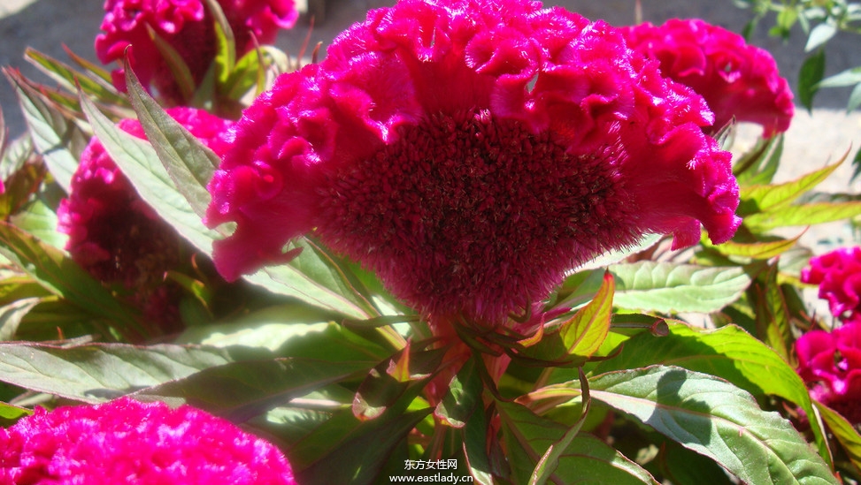 雞冠花的功效與作用 揭密雞冠花的藥用價(jià)值