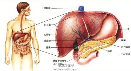 肝功能檢查項目前應(yīng)當(dāng)注意的七大事項