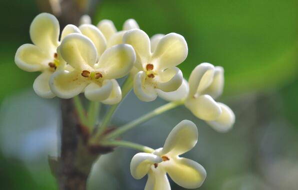 養(yǎng)生桂花茶的做法 桂花茶的功效與作用