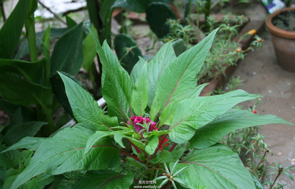 雞冠花的功效與作用 揭密雞冠花的藥用價(jià)值