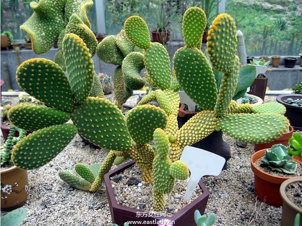 6款適合室內(nèi)養(yǎng)的植物 讓你生機(jī)勃勃招財(cái)又進(jìn)寶