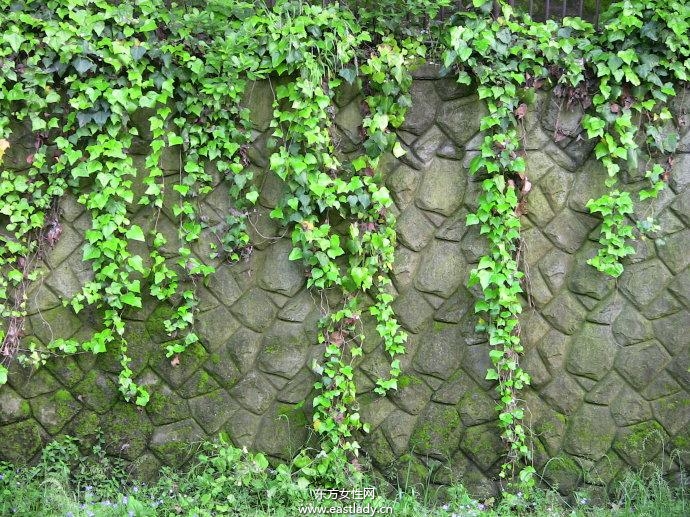 6款適合室內(nèi)養(yǎng)的植物 讓你生機(jī)勃勃招財(cái)又進(jìn)寶