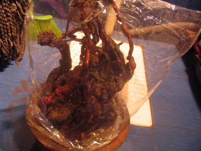 何首烏的功效及作用 何首烏怎么吃最好