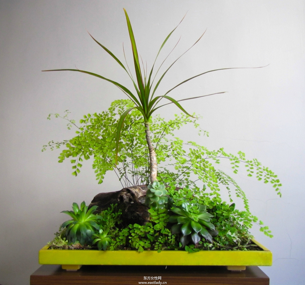 6款適合室內(nèi)養(yǎng)的植物 讓你生機勃勃招財又進寶