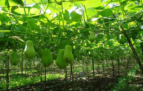 佛手瓜怎么吃最營(yíng)養(yǎng) 揭佛手瓜的功效