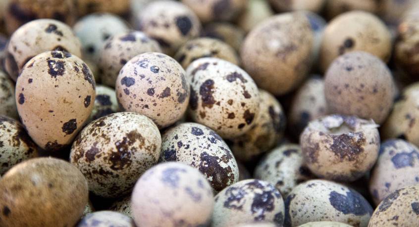 鵪鶉蛋的4大營(yíng)養(yǎng)價(jià)值 居然不比雞蛋高