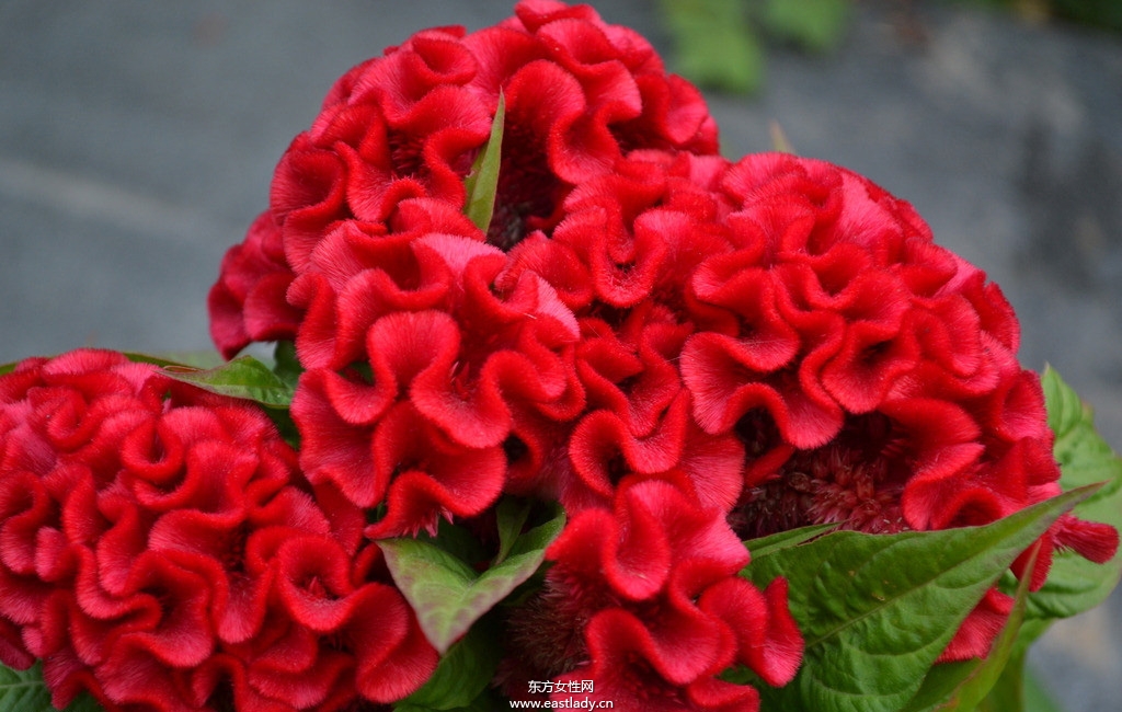 雞冠花的功效與作用 揭密雞冠花的藥用價(jià)值