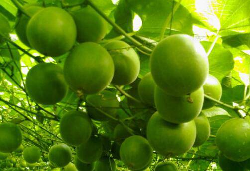 羅漢果花的功效與作用 什么人不宜食用