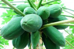 青木瓜應該怎么吃 幫你分析青木瓜的營養(yǎng)