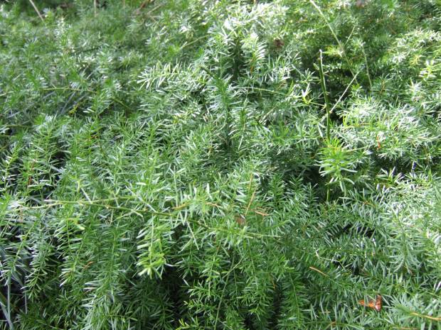 天門冬的功效與作用 藥用價(jià)值有多高