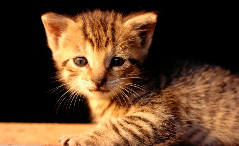 鏈球菌感染的不同表現(xiàn) 什么會(huì)導(dǎo)致鏈球菌感染