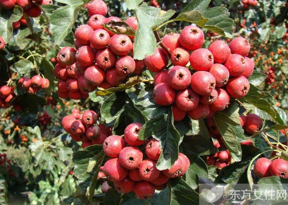 卵巢囊腫怎么治療 常吃這些食物有效防止卵巢病變