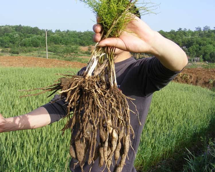 天門冬的功效與作用 藥用價值有多高