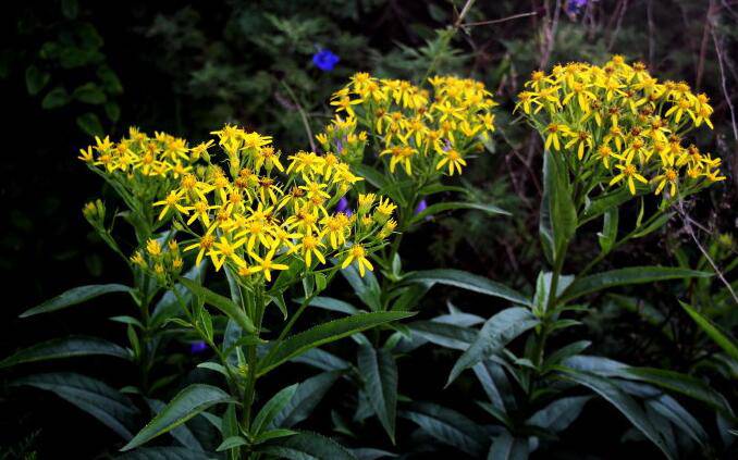 千里光是什么 千里光的功效與作用有哪些