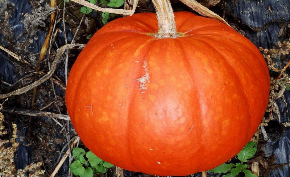 南瓜營(yíng)養(yǎng)價(jià)值高 揭你不知道的南瓜粥做法