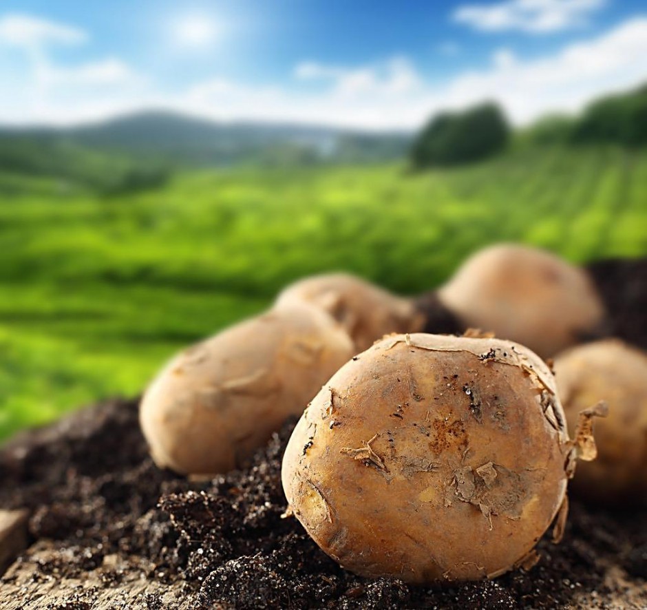 探究山藥蛋的功效與作用 這些你要知道