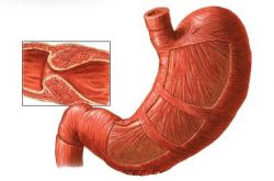 幽門梗阻的癥狀表現(xiàn)及治療方法