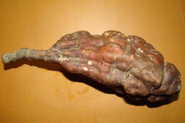 何首烏的功效及作用 何首烏怎么吃最好