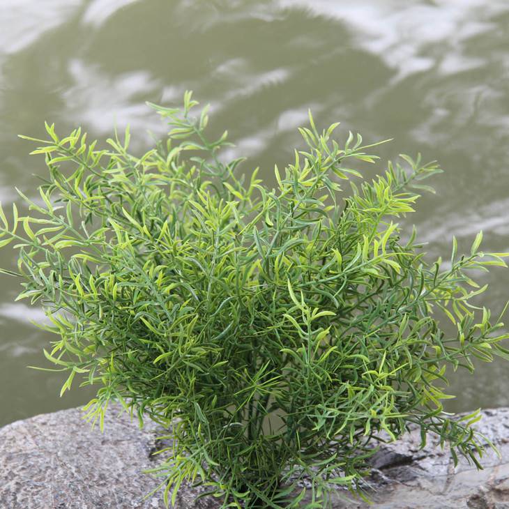 天門冬的功效與作用 藥用價值有多高