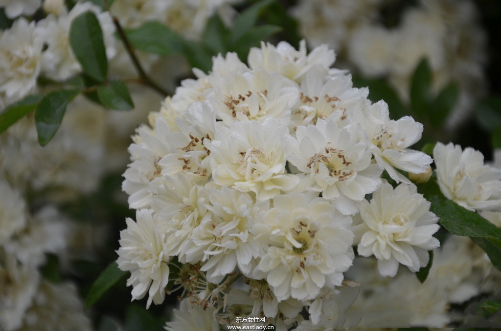 木香有何作用與功效 原來木香還有這作用