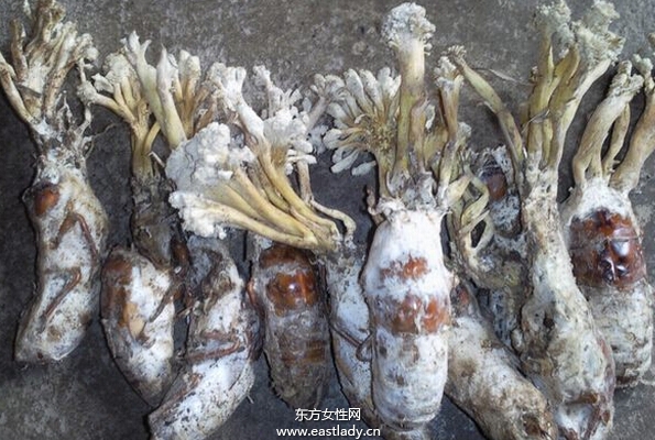 金蟬花的功效與作用有哪些 什么人不能吃