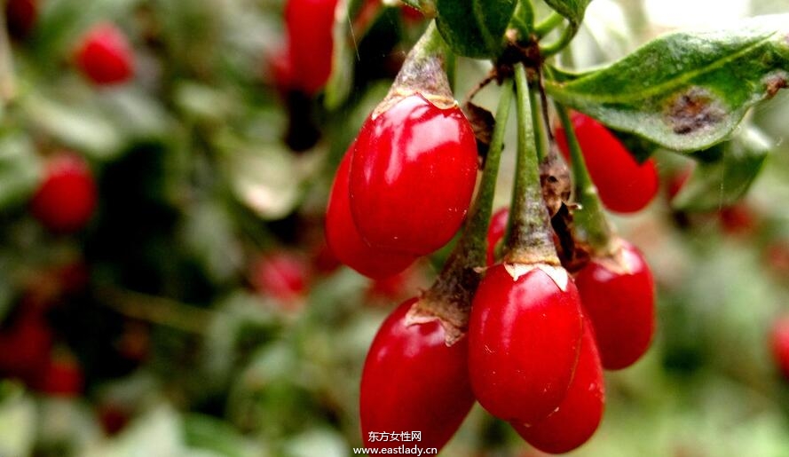 枸杞子泡酒喝的功效與做法 增強造血功能