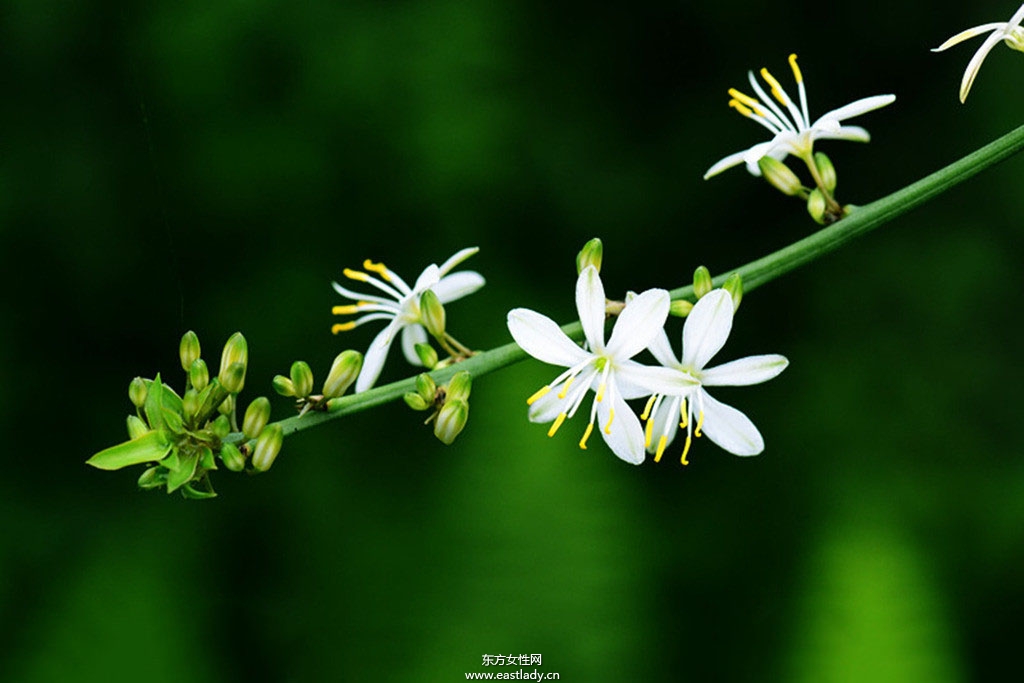 6款適合室內(nèi)養(yǎng)的植物 讓你生機勃勃招財又進寶