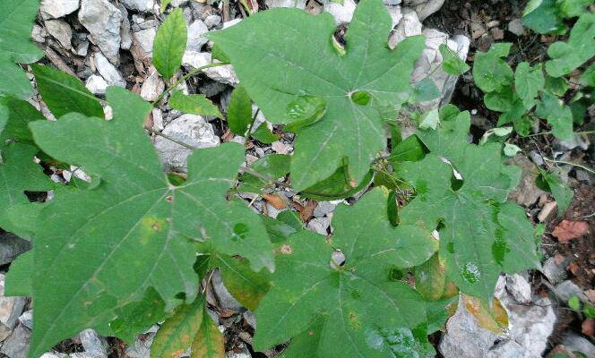 股骨頭壞死四大常見癥狀 9款食療助康復