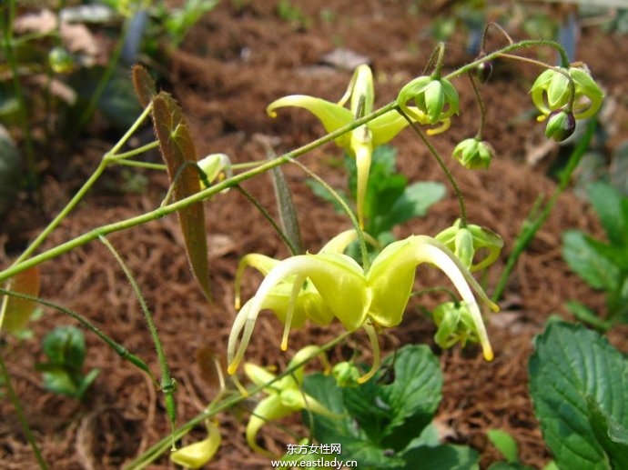 淫羊藿的功效與作用及食用方法大全