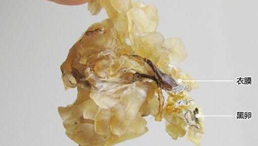 林蛙油的功效與作用 揭林蛙油的營養(yǎng)吃法