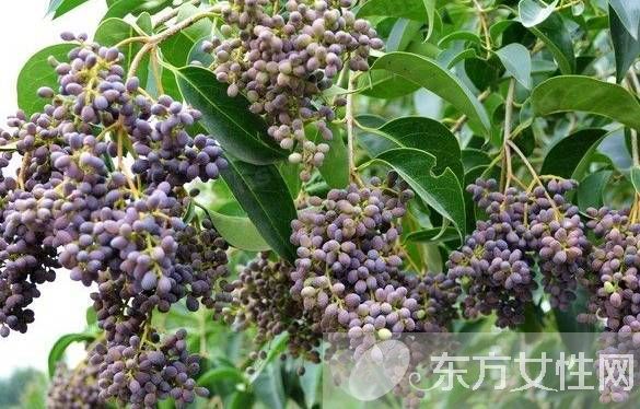 高血脂的治療與飲食 最見效的食療方法推薦