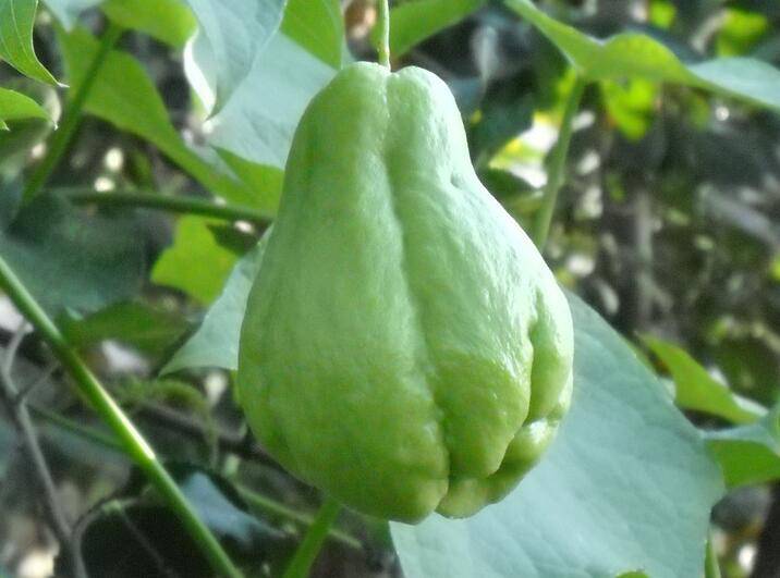 佛手瓜怎么吃最營(yíng)養(yǎng) 揭佛手瓜的功效