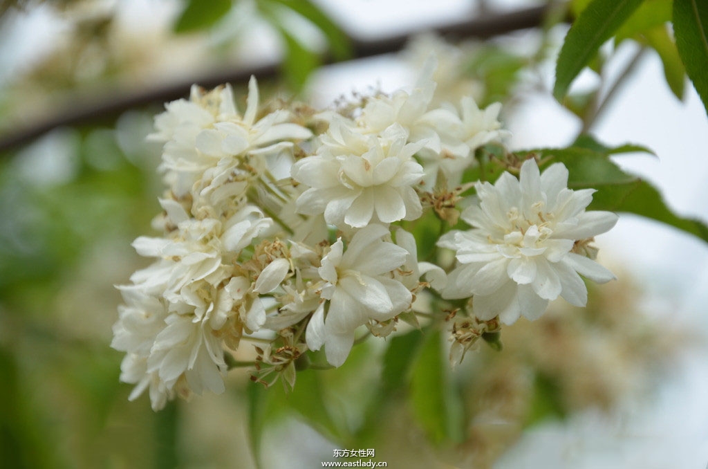 木香有何作用與功效 原來木香還有這作用
