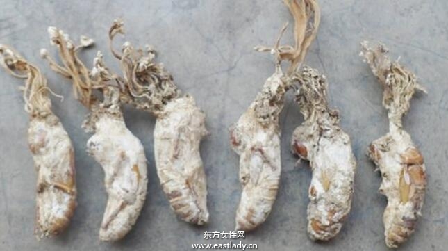 金蟬花的功效與作用有哪些 什么人不能吃