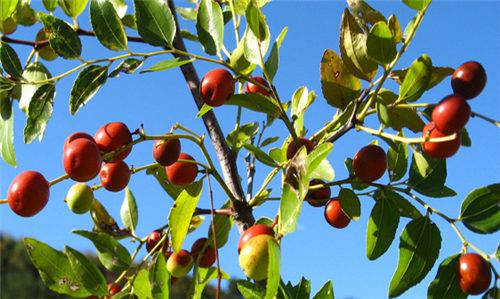 酸棗仁的副作用是什么 教你酸棗仁5大正確吃法