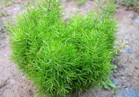 天門冬的功效與作用 藥用價(jià)值有多高