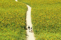 中醫(yī)治療肝病的方法 肝病潛行危害大