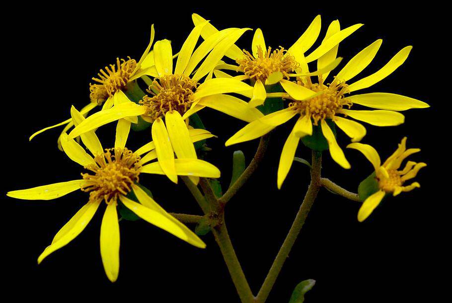 千里光是什么 千里光的功效與作用有哪些