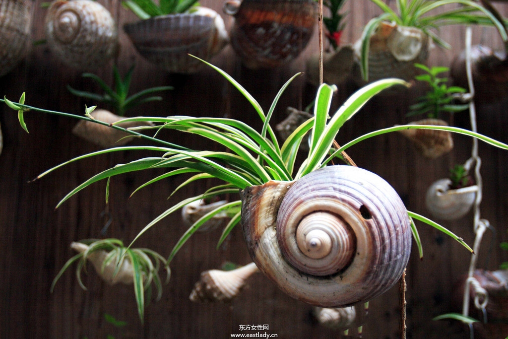 6款適合室內(nèi)養(yǎng)的植物 讓你生機勃勃招財又進寶