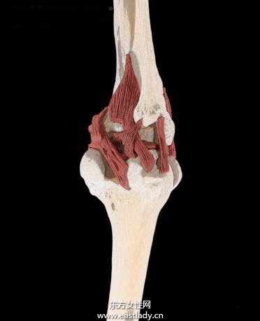 韌帶損傷應該注意哪些飲食 四個方法教你如何正確做好防護