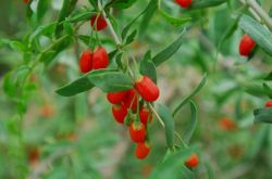 盆腔積液怎么治療 盆腔積液的主要癥狀你知道多少