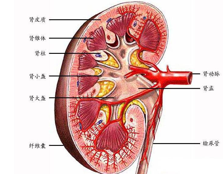 吃什么可以補腎 腎不好的癥狀表現(xiàn)