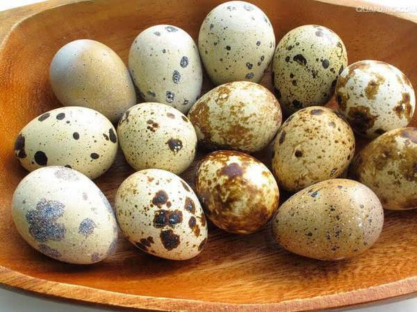鵪鶉蛋的4大營養(yǎng)價值 居然不比雞蛋高